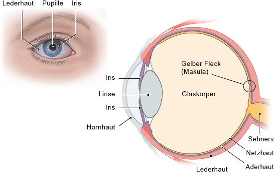 Grafik: Die wichtigsten Bestandteile des menschlichen Auges - wie im Text beschrieben