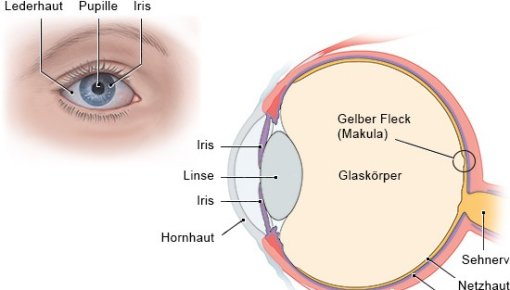 Grafik des Aufbaus eines menschlichen Auges