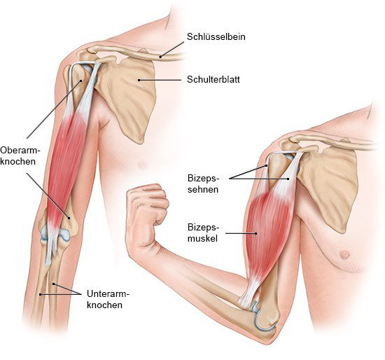 Grafik: Sehnen verbinden die Muskeln mit den Knochen – am Beispiel des Bizeps