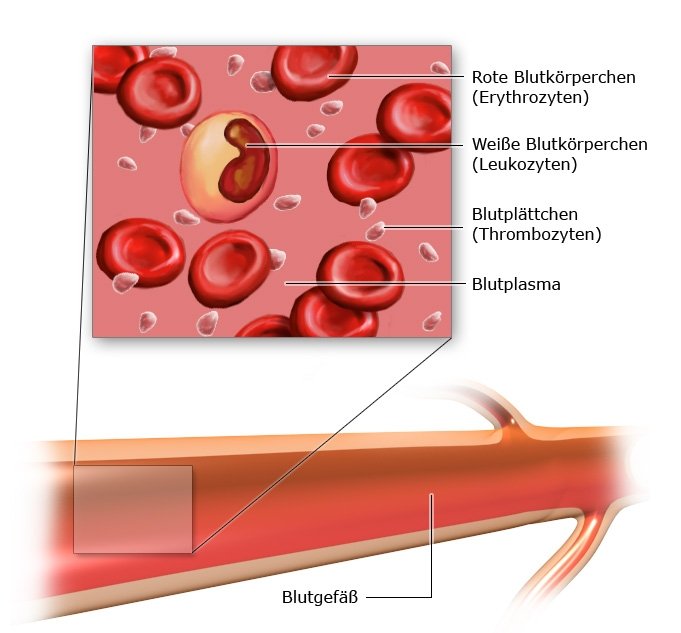 Grafik: Blutzellen und Blutgefäß