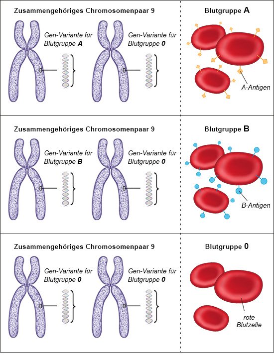Grafik: Erbgut bei Menschen mit den Blutgruppen A, B und 0 - wie im Text beschrieben