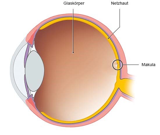 Grafik: Gesundes Auge