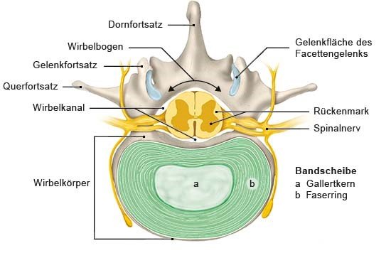 Grafik: Lendenwirbel mit Bandscheibe (Querschnitt)