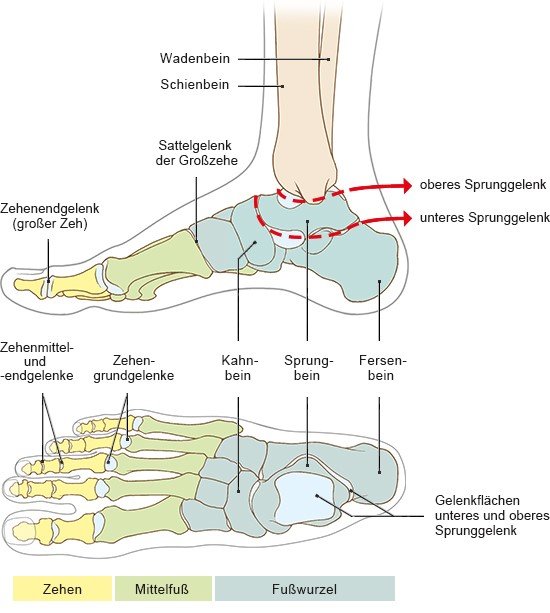 Die Knochen und Gelenke des Fußes. 