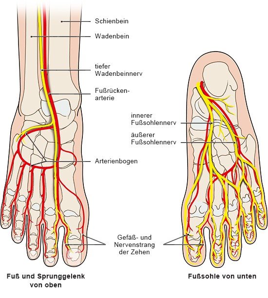 Die Blutgefäße und Nerven des Fußes