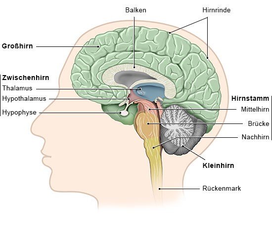Grafik: Die verschiedenen Bereiche des Gehirns