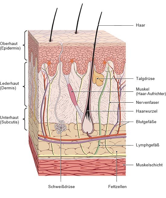 Grafik: Aufbau der Haut
