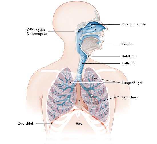 Grafik: Atemwege