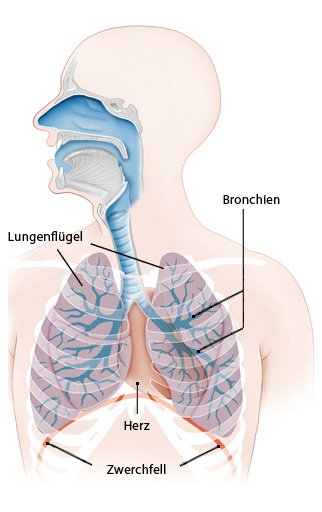 Grafik: Lunge mit Bronchien