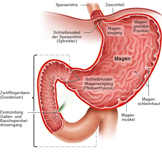 Grafik: Aufbau des Magens