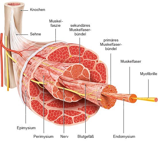 Grafik: Aufbau eines Skelettmuskels