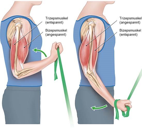 Grafik: An- und Entspannung der Muskulatur am Oberarm 