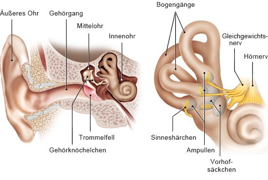 Grafik: Aufbau des Ohrs und Gleichgewichtsorgans - wie im Text beschrieben