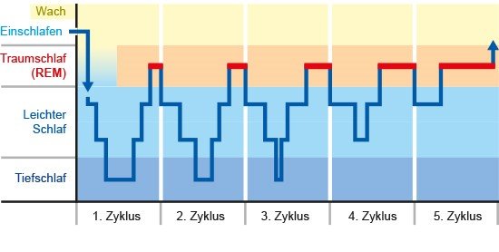 Grafik: Leichter Schlaf, Tiefschlaf und REM-Schlaf wechseln sich ab