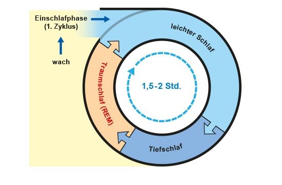 Grafik: Ein Schlafzyklus besteht aus unterschiedlichen Phasen