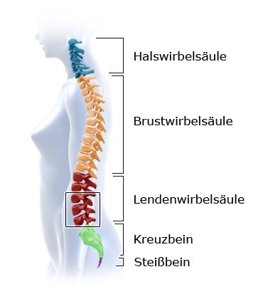 Grafik: Krümmung und Abschnitt der Wirbelsäule, Lage der Bandscheiben und Spinalnerven