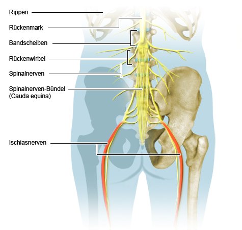 Illustration: Verlauf der Spinal- und der Ischiasnerven