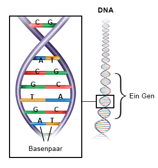 Grafik: Die DNA gleicht einer Strickleiter mit unterschiedlichen Sprossen
