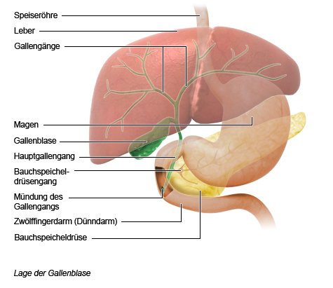 Grafik: Lage der Gallenblase - wie im Text beschrieben