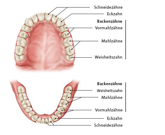 Grafik: Ober- und Unterkiefer mit Weisheitszähnen