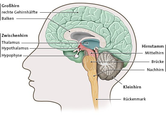 Grafik: Die verschiedenen Bereiche des Gehirns