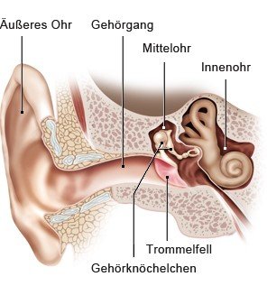 Grafik: Äußeres Ohr, Mittelohr und Innenohr - wie im Text beschrieben