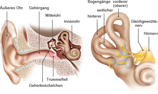 Grafik: Aufbau des Ohrs und Gleichgewichtsorgans - wie im Text beschrieben