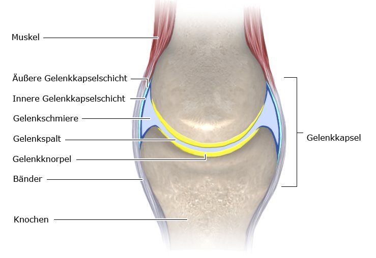 Zeichnung: Aufbau eines Gelenks