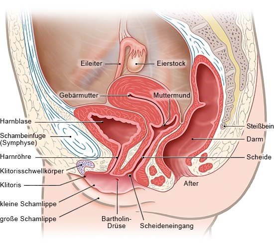 Schamlippe der inneren Knubbel innere
