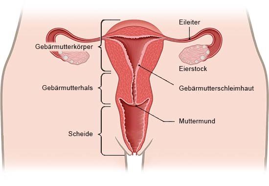 Klitoris verändert nach geburt