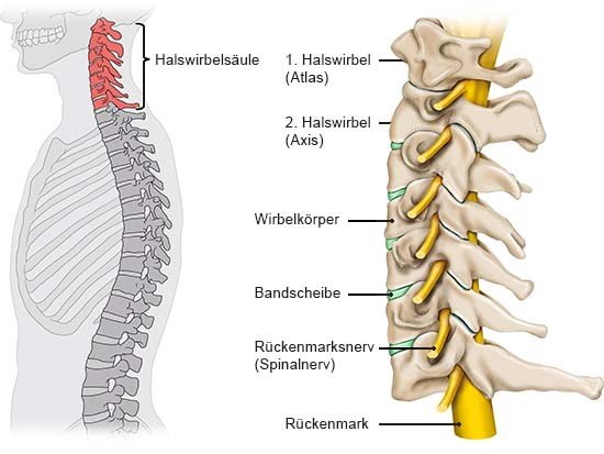 Grafik: Aufbau der Halswirbelsäule: Knochen, Bandscheiben und Nerven