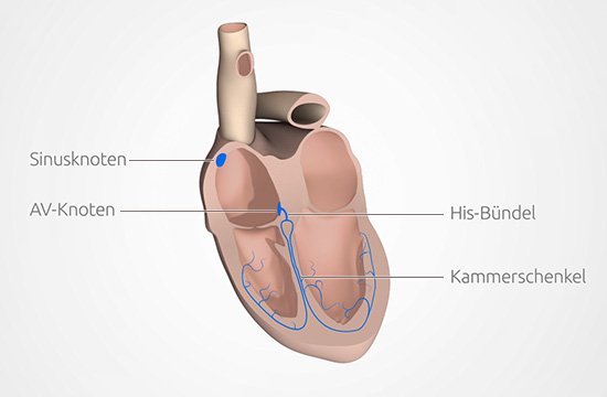 Grafik: Das Reizleitungssystem des Herzens steuert den Herzrhythmus - wie im Text beschrieben