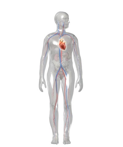 Grafik: Lage des Herzens im Körper