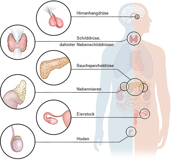Grafik: Die wichtigsten endokrinen Drüsen im Körper - wie im Text beschrieben