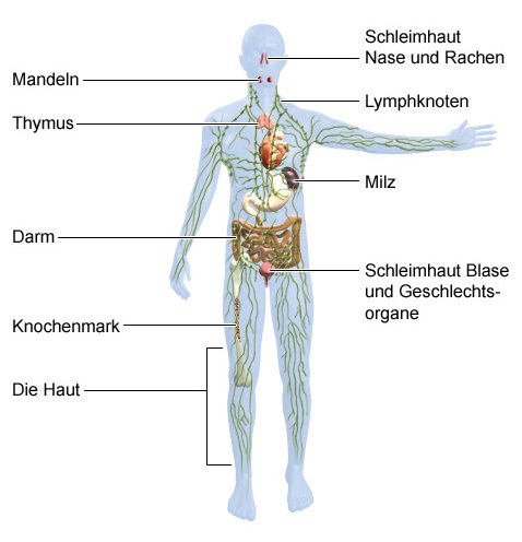 Grafik: Welche Organe gehören zum Immunsystem