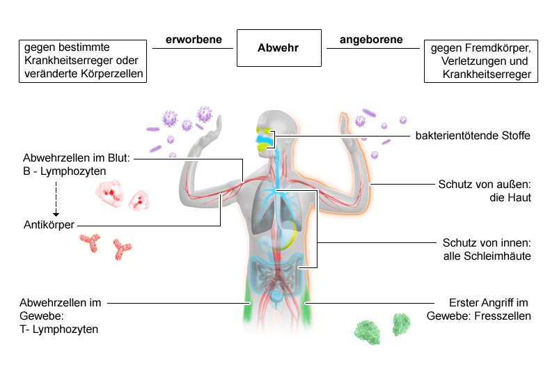 Grafik: das angeborene und erworbene Immunsystem