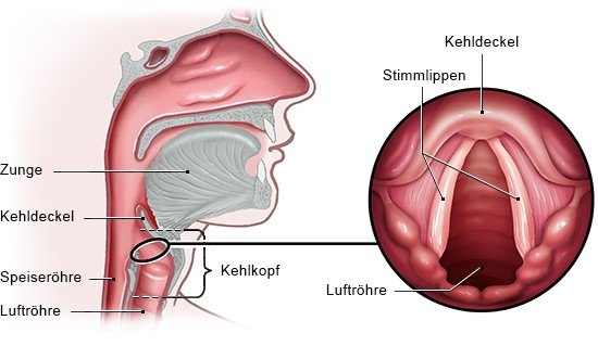 Grafik: Kehlkopf und Stimmlippen (rechts vergrößerter Ausschnitt, Ansicht von oben) - wie im Text beschrieben