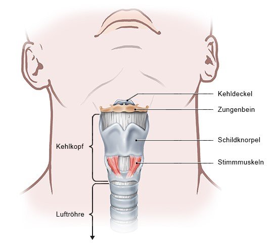 Grafik: Aufbau des Kehlkopfs