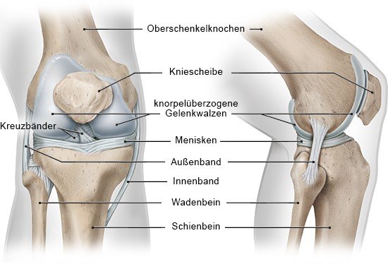 Grafik: Knochen, Knorpel und Bänder im rechten Kniegelenk: links Ansicht von vorn, rechts von der Seite - wie im Text beschrieben