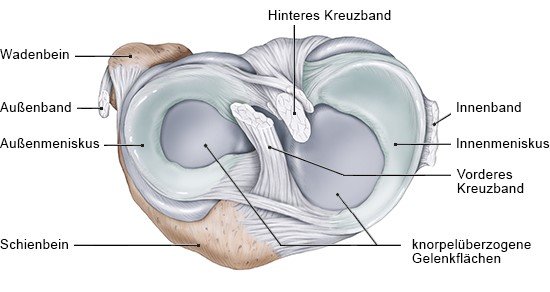 Grafik: Querschnitt des rechten Kniegelenks, Ansicht von oben