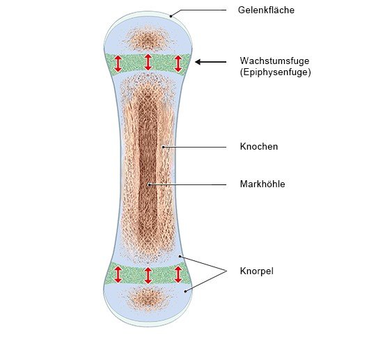 Grafik: Röhrenknochen mit Epiphysenfugen