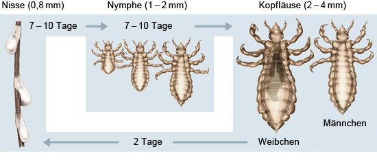 Grafik: Kopfläuse: Entwicklungs- und Fortpflanzungszyklus