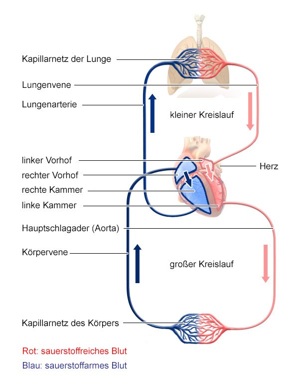 FAQ: Wie funktioniert ein Sauerstoffsensor?