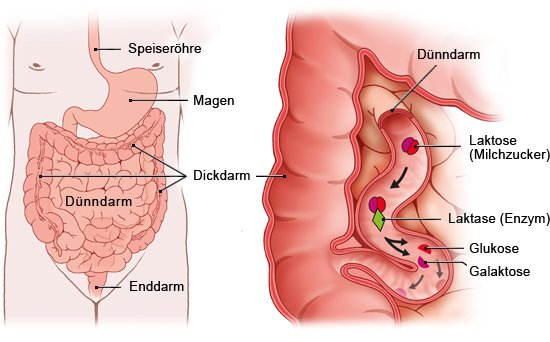 Grafik: Normale Milchzucker-Verdauung - wie im Text beschrieben
