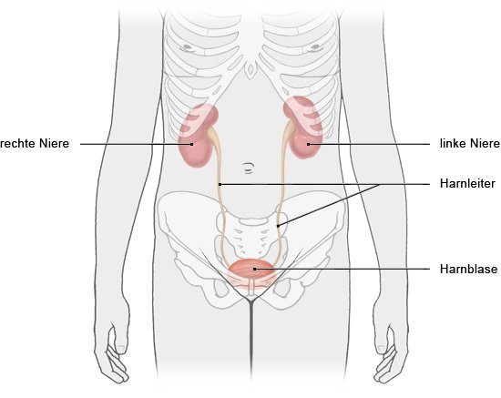 Grafik: Lage der Nieren im Körper