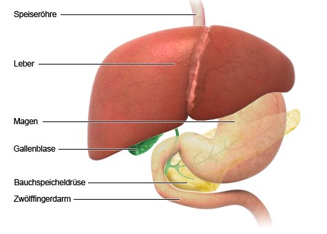Grafik: Lage der Leber