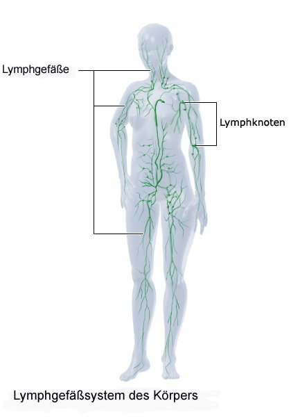 Grafik: Lymphsystem