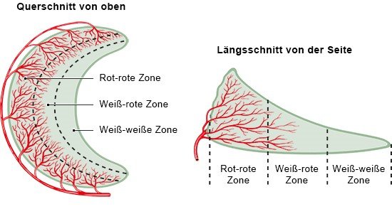 Grafik: Durchblutungs-Zonen im Meniskus