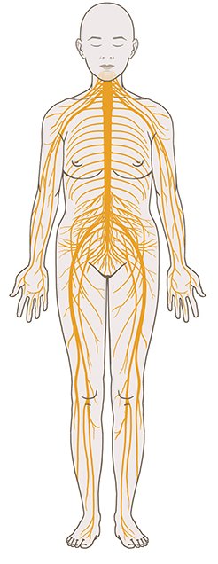 Die Grafik zeigt, wie sich von den Spinalnerven ein Netz aus Nervenästen und -zweigen ausbreitet, das bis in die Finger und Fußspitzen reicht.