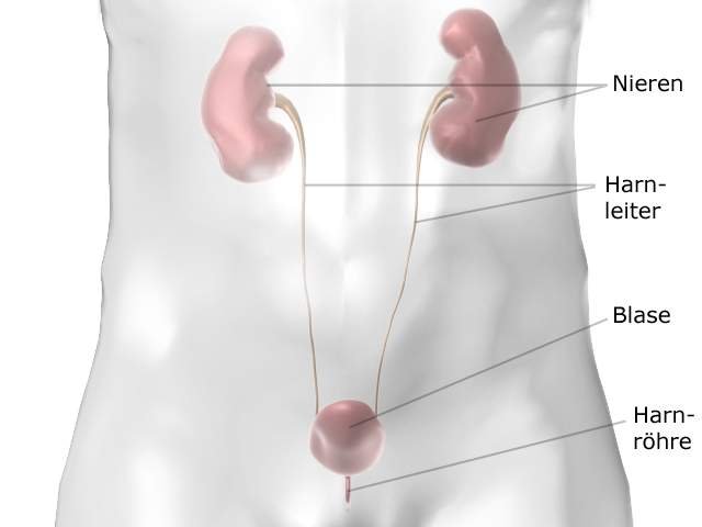 Grafik: Lage der Nieren und der Blase